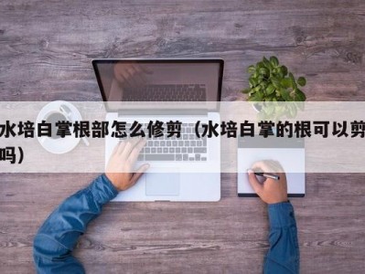 水培白掌根部怎么修剪（水培白掌的根可以剪吗）