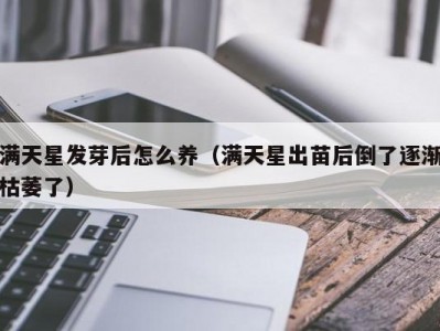 满天星发芽后怎么养（满天星出苗后倒了逐渐枯萎了）