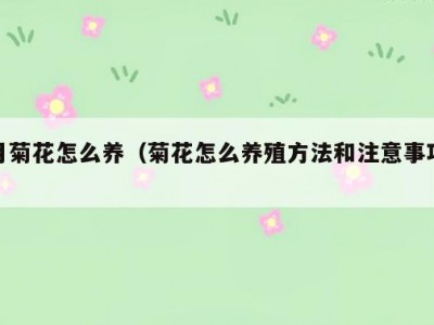 月菊花怎么养（菊花怎么养殖方法和注意事项）