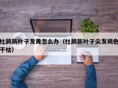 杜鹃新叶子发黄怎么办（杜鹃新叶子尖发褐色干枯）