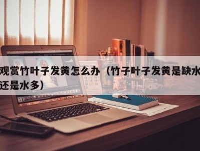 观赏竹叶子发黄怎么办（竹子叶子发黄是缺水还是水多）
