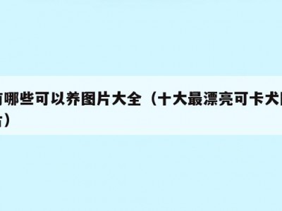 有哪些可以养图片大全（十大最漂亮可卡犬图片）