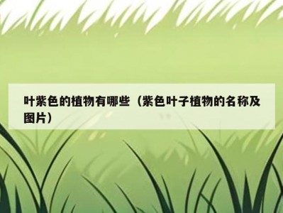 叶紫色的植物有哪些（紫色叶子植物的名称及图片）