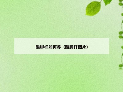 酸脚杆如何养（酸脚杆图片）