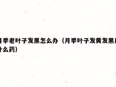月季老叶子发黑怎么办（月季叶子发黄发黑用什么药）