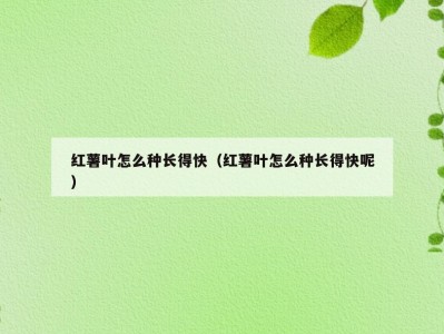 红薯叶怎么种长得快（红薯叶怎么种长得快呢）