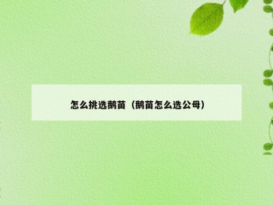 怎么挑选鹅苗（鹅苗怎么选公母）
