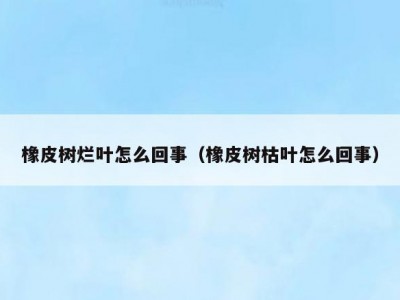 橡皮树烂叶怎么回事（橡皮树枯叶怎么回事）