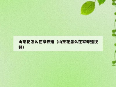 山茶花怎么在家养殖（山茶花怎么在家养殖视频）