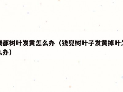 钱都树叶发黄怎么办（钱兜树叶子发黄掉叶怎么办）