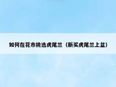 如何在花市挑选虎尾兰（新买虎尾兰上盆）