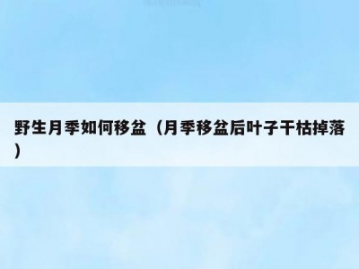 野生月季如何移盆（月季移盆后叶子干枯掉落）