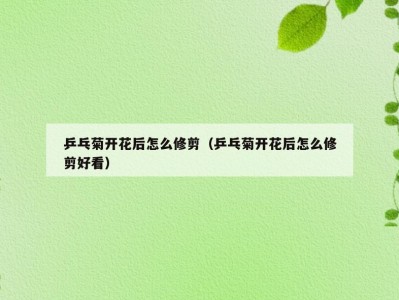 乒乓菊开花后怎么修剪（乒乓菊开花后怎么修剪好看）