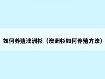 如何养殖澳洲杉（澳洲杉如何养殖方法）
