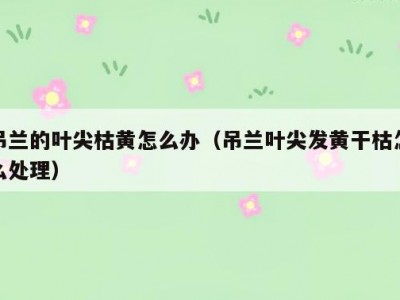 吊兰的叶尖枯黄怎么办（吊兰叶尖发黄干枯怎么处理）