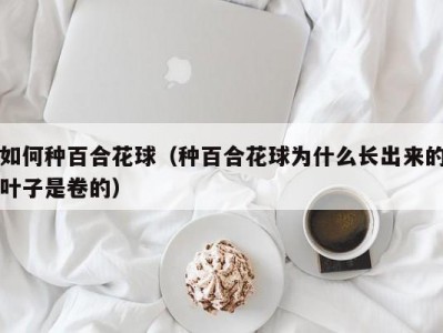 如何种百合花球（种百合花球为什么长出来的叶子是卷的）