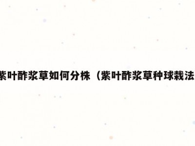 紫叶酢浆草如何分株（紫叶酢浆草种球栽法）