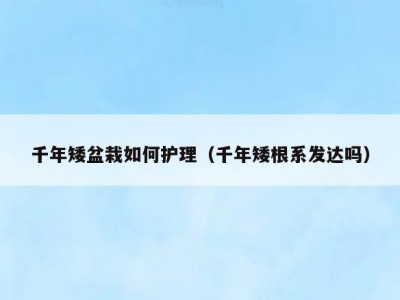 千年矮盆栽如何护理（千年矮根系发达吗）
