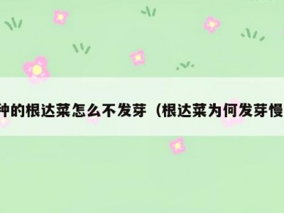 种的根达菜怎么不发芽（根达菜为何发芽慢）