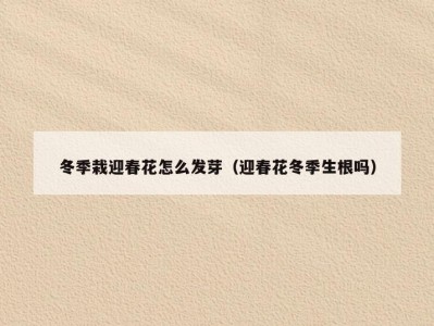 冬季栽迎春花怎么发芽（迎春花冬季生根吗）