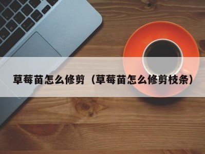 草莓苗怎么修剪（草莓苗怎么修剪枝条）