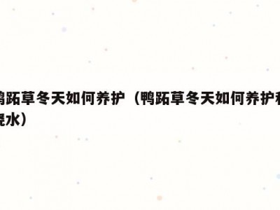 鸭跖草冬天如何养护（鸭跖草冬天如何养护和浇水）