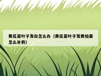 黄瓜苗叶子发白怎么办（黄瓜苗叶子发黄枯萎怎么补救）