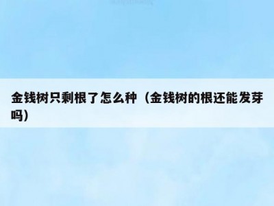 金钱树只剩根了怎么种（金钱树的根还能发芽吗）