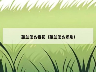 蕙兰怎么看花（蕙兰怎么识别）