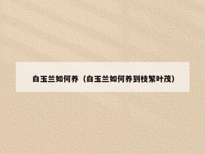 白玉兰如何养（白玉兰如何养到枝繁叶茂）