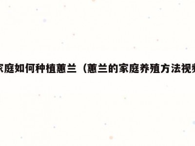 家庭如何种植蕙兰（蕙兰的家庭养殖方法视频）