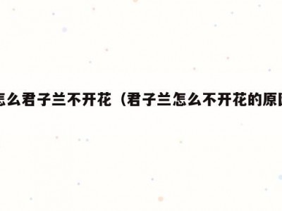 怎么君子兰不开花（君子兰怎么不开花的原因）