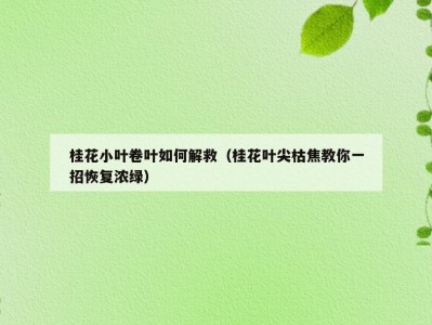 桂花小叶卷叶如何解救（桂花叶尖枯焦教你一招恢复浓绿）