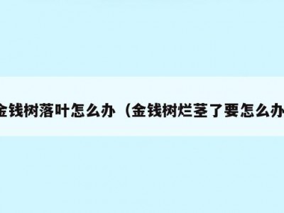 金钱树落叶怎么办（金钱树烂茎了要怎么办）