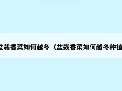 盆栽香菜如何越冬（盆栽香菜如何越冬种植）
