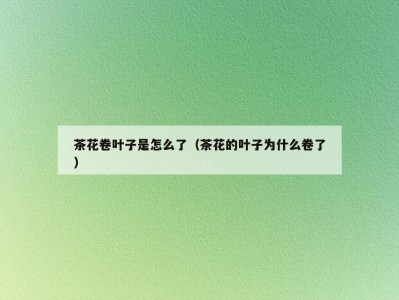 茶花卷叶子是怎么了（茶花的叶子为什么卷了）