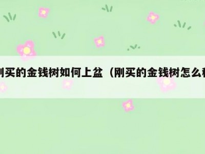 刚买的金钱树如何上盆（刚买的金钱树怎么种）