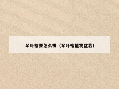 琴叶榕要怎么样（琴叶榕植物盆栽）