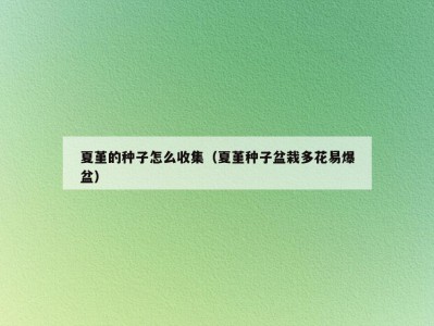 夏堇的种子怎么收集（夏堇种子盆栽多花易爆盆）