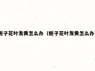 栀子花叶发黄怎么办（栀子花叶发黄怎么办?）