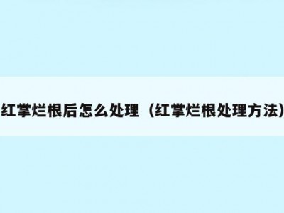 红掌烂根后怎么处理（红掌烂根处理方法）