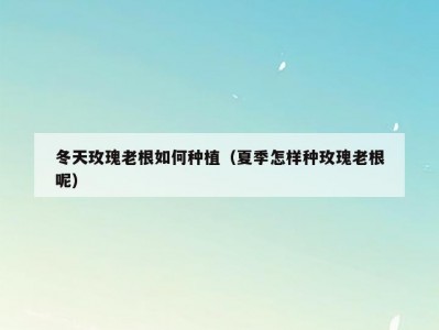 冬天玫瑰老根如何种植（夏季怎样种玫瑰老根呢）