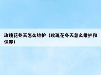 玫瑰花冬天怎么维护（玫瑰花冬天怎么维护和保养）