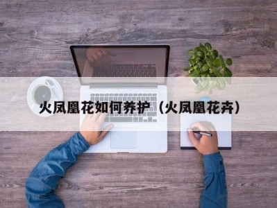 火凤凰花如何养护（火凤凰花卉）