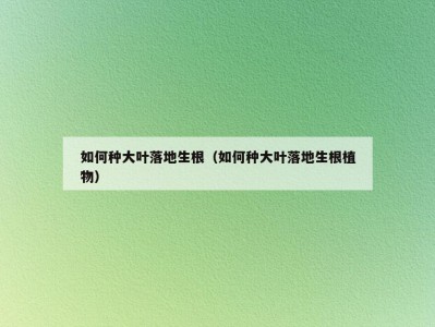 如何种大叶落地生根（如何种大叶落地生根植物）