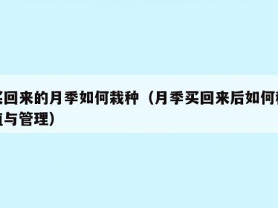 买回来的月季如何栽种（月季买回来后如何种植与管理）